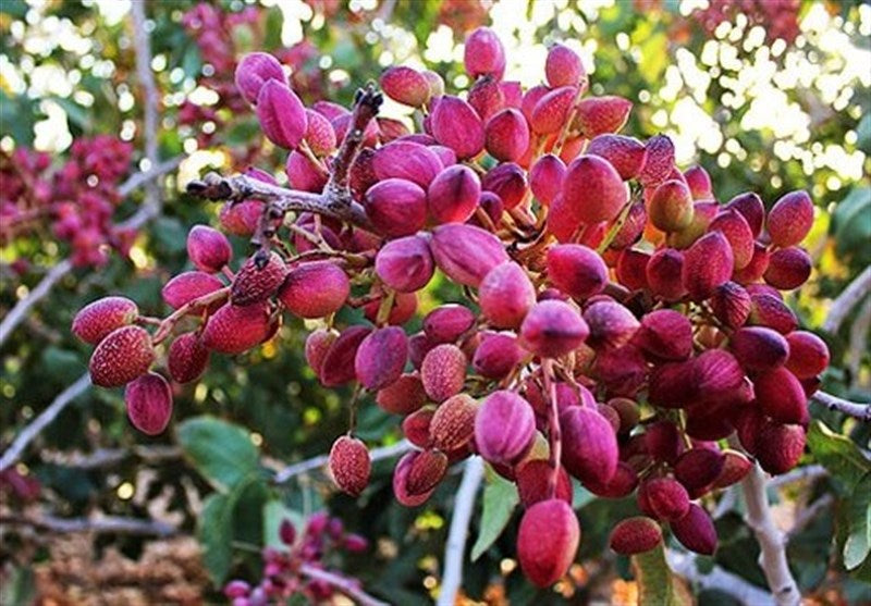 Pistachio